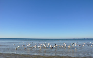 Hungry gulls circling over the winter beach in search of food on