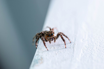 Macro of Jumping Spider.