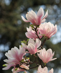 flowering magnolia
