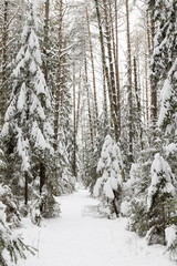 Winter forest, the trees covered with snow in the winter wood