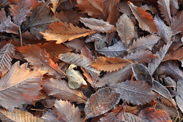 霜の降りた一面の落ち葉