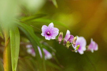 Dendrobium orchid, purple orchid flowers,Tropical flower bloom,p