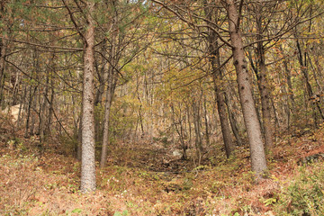 Obraz premium withered branch of the tree / A view of the withered branch of the tree in the mountain in Korea 