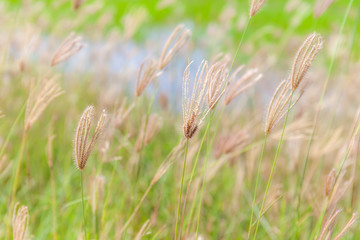 Blurred photo of swaying finger grass in the morning.