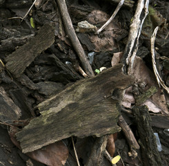 Wooden dry sliver firewood bark background