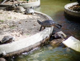 Funny turtle sunbathing with legs stretched