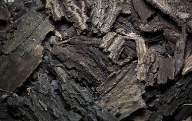dried bark of wood texture, background nature raw.
