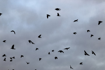 a flock of crows in the sky