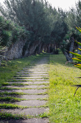 Stone path between the trees in Brazilian beach. Laguna, Santa Catarina, Brazil.