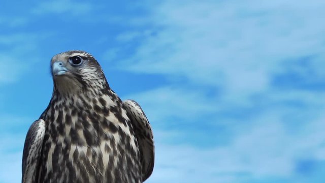Gyrfalcon Falco Rusticolus on a windy and sunny day with light clouds in the mongolian steppe is looking angry..
