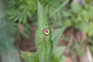 Nature Flower Plants