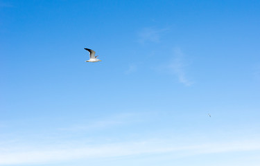 Seagull flying in the blue sky