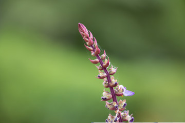 Nature Flower Plants