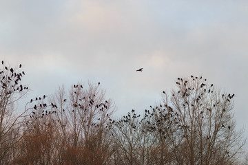 Crows on a tree in autumn evening times