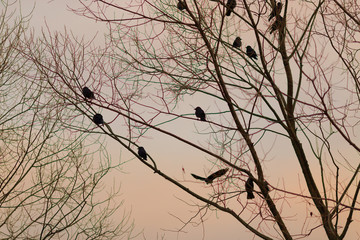 Crows on a tree in autumn evening times