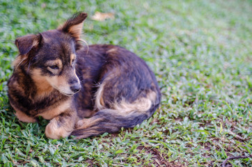 Mutt dog looking sideways and looking sad