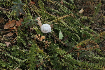 Still life with conch snail