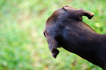 Black weimaraner dog head back view