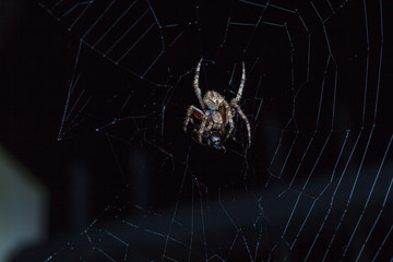 Spider with insect
