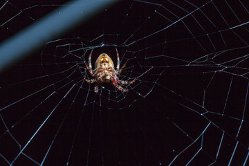 Spider with insect