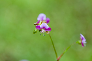 Beautiful poaceae grass flower.