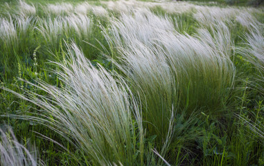 Field with wild grasses at sunset. Selective focus.