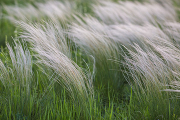 Field with wild grasses at sunset. Selective focus.
