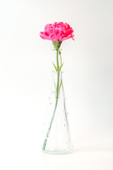 A pink carnation in vase for home decoration.