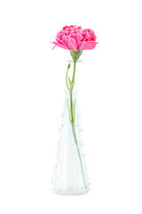 Beautiful pink carnation in vase on white background.