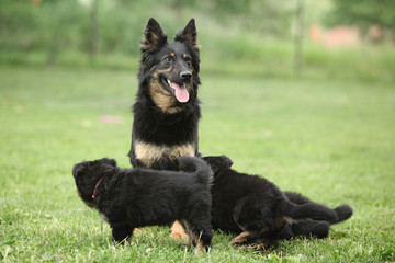Beautiful bitch of Bohemian Shepherd with its puppies