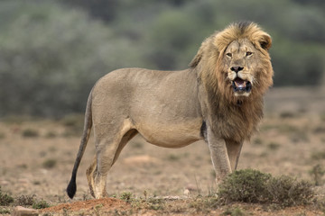 Lion