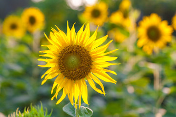 Obraz premium Field of sunflowers.