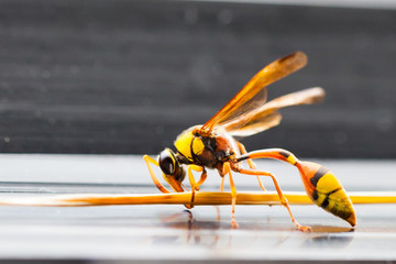 Naklejka premium The Hornets,