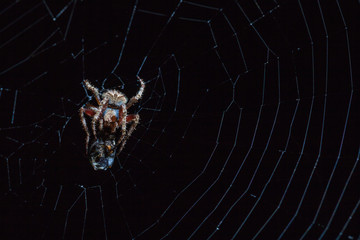 Spider with insect