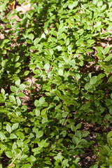 Blueberry bush background close up.