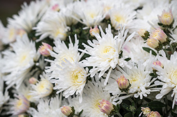 White chrysanthemum flowers at autumn time