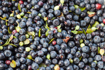 Pattern of freshly picked ripe blueberries. 