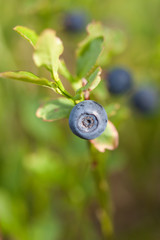 Ripe bilberry close up 