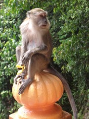 Monkey Sitting