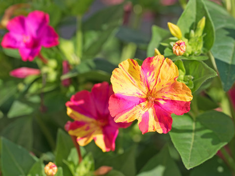 Wunderblume, Mirabilis Jalapa