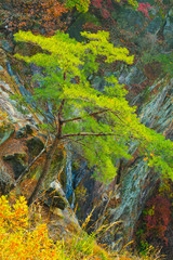 Obraz premium green pine tree on the rock face / green pine tree on the rock face with Golden fall foliage lush by the autumn landscape of the mountain in Korea