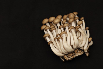 Shimeji mushrooms on black background