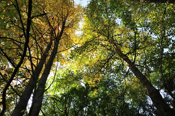 兵庫県高砂市・秋のカエデ・紅葉・グラデーション