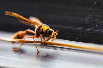 The Hornets,