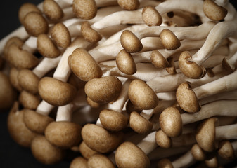 Shimeji mushrooms on black background