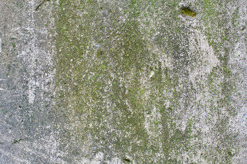 Cement surface with moss
