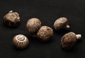 The Many Shitake Mushroom on black background