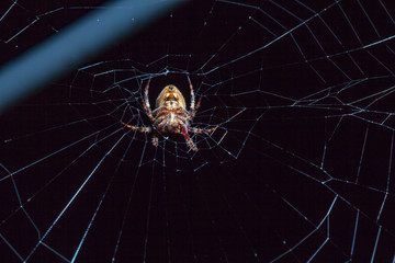 Spider with insect