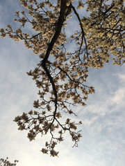 Le nostre magnolie