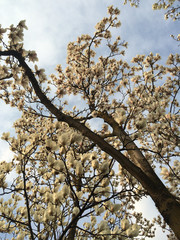 Magnolia